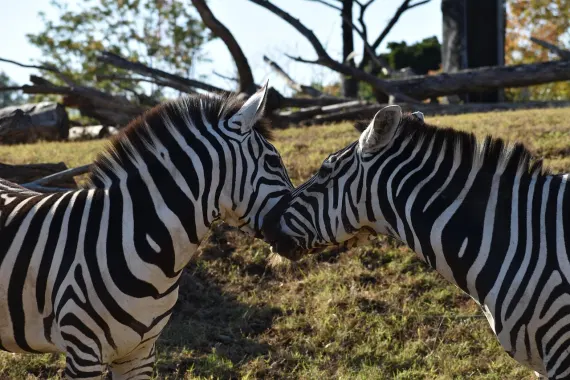 Casino Sticky Wilds Suporte